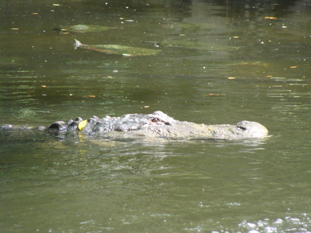 gatorland