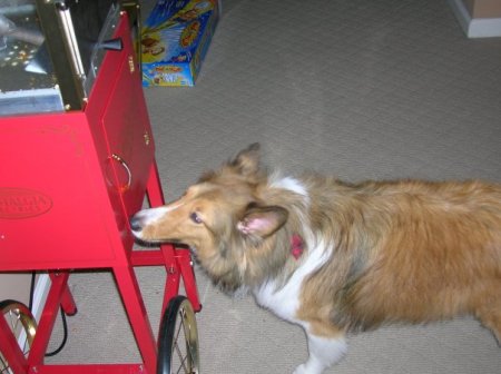 Chaz loves his popcorn!