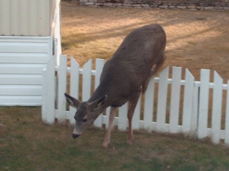 Lawn Ornament