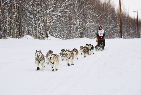 Goose Bay 120 Dog Race