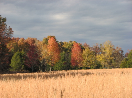 fall trees pastels