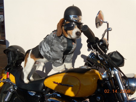 biker dog, bad for a bone.