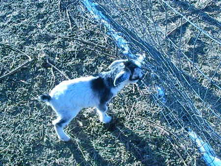 goats 047