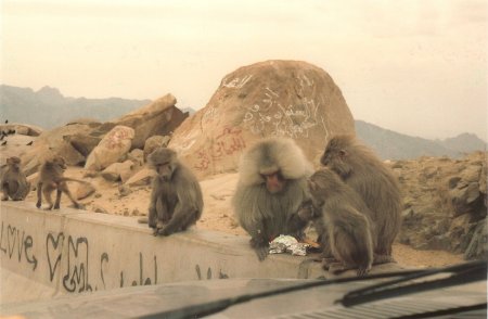 The Babboons At Al Hada, Saudi Arabia