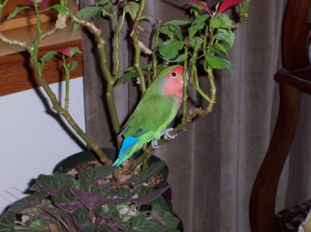 my love bird