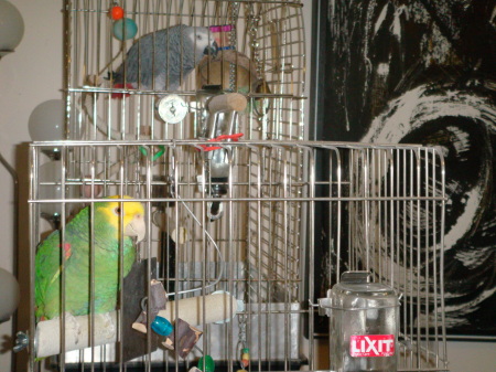 my hilarious amazon and african grey parrots