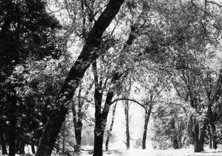 Black Oaks- winter in Yosemite