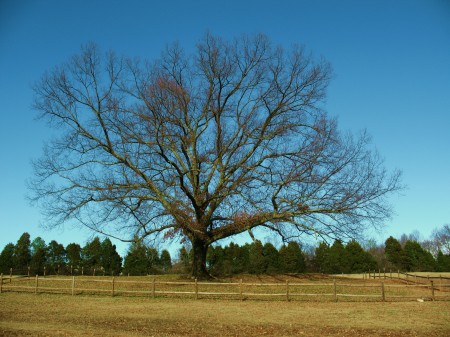 Alabama Oak, Dec. 2008