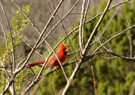 Cardinal