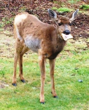 Bambi Bread