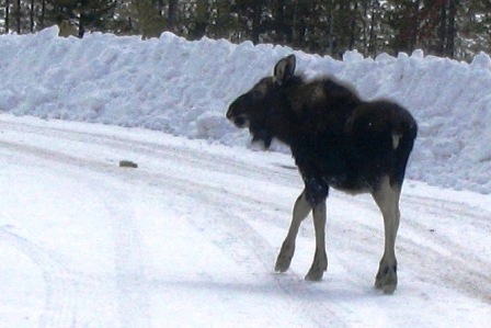 moose2