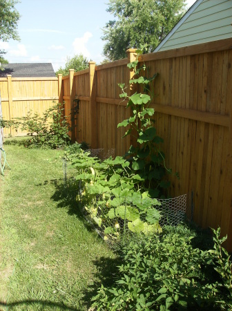 the pumpkin patch