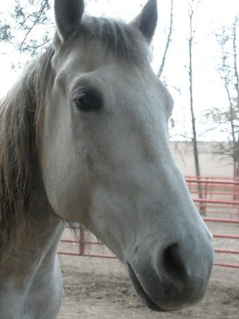 My horse