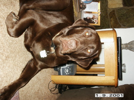 morello our choc lab