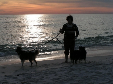 beach & dogs