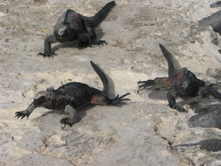 Marine Iguanas