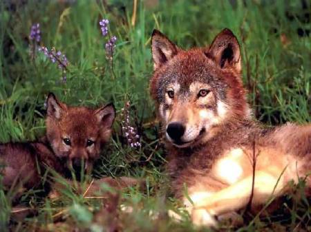 I love Wolves very much