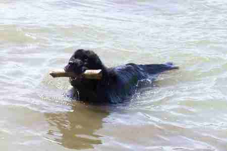 Pook's first retrieve