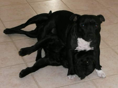 2008 PIC OF OUR TWO DOGS