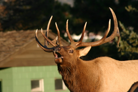 Big boy at the YMCA Estes Park, Colorado