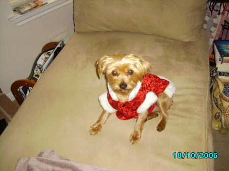 my dog anabel christmas 08