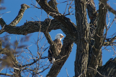 Eagle