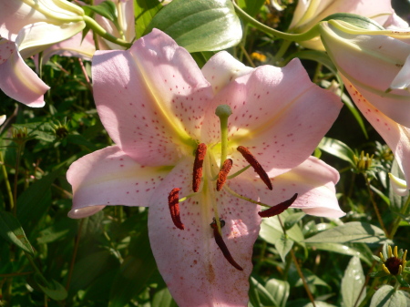 summer flowers -- 2008 063