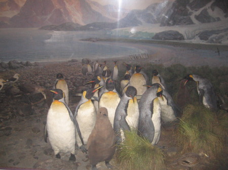 Attack of the killer penguins