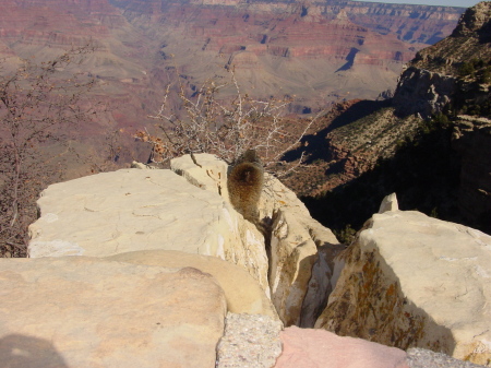 The South Rim; Grand Canyon