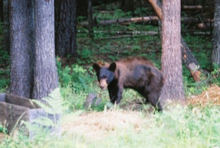 REDSRANCH BEAR