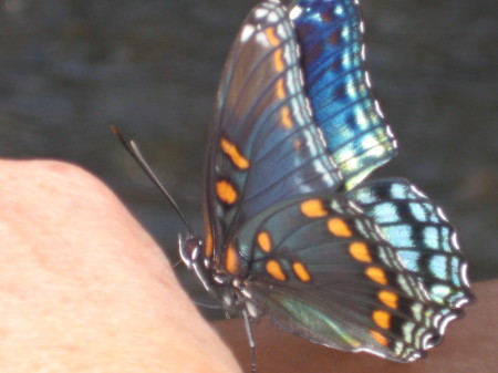 Blue Butterfly