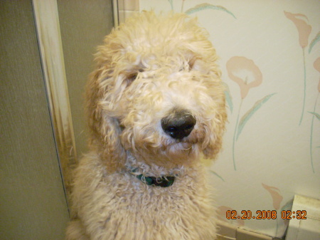 LoganII is also a labradoodle