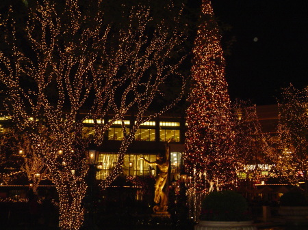 tree lighting 2008 010