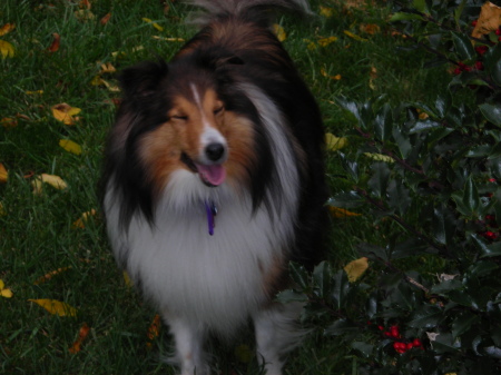 Melody, our Shetland Sheepdog age 5