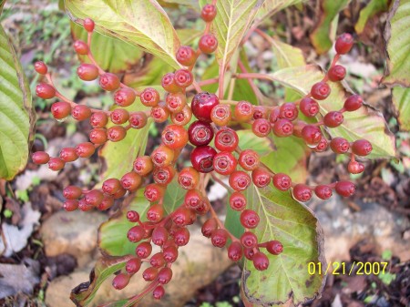 Fire bush, Hummingbird bush or "Hamelia"