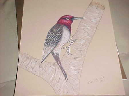 Woodpecker