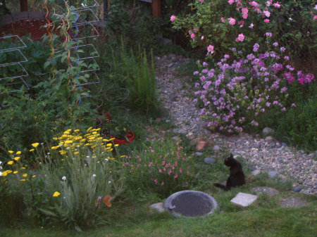 My Garden..and Kitty Oreo