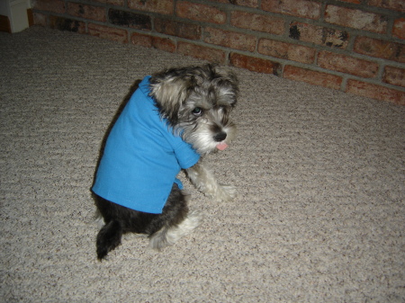 Winston loves his blue polo shirt!