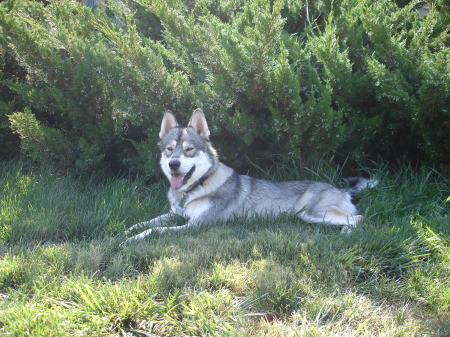 My Grey Timber Wolf Pup, Kayce