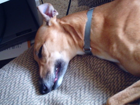 our retired greyhound race dog..(retired )