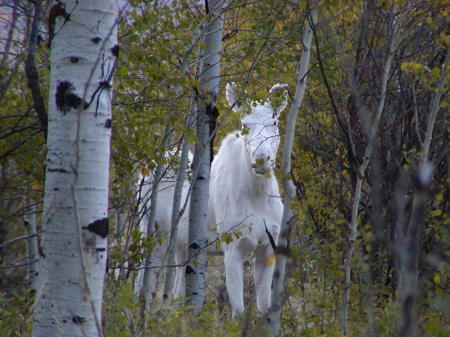 The white moose