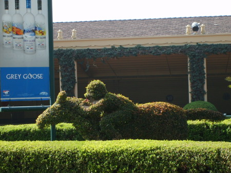 Hedges at Santa Anita