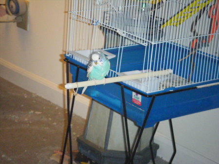 Bobo our pet bird