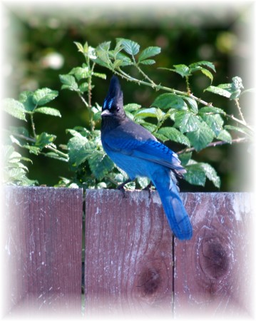 Stellar Bluejay