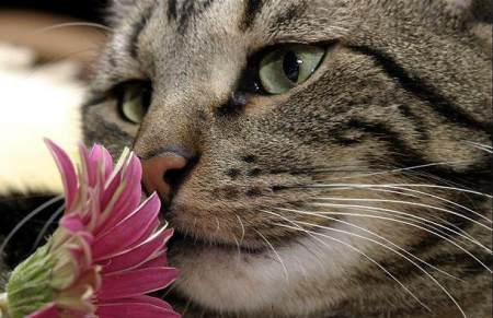 cute cat smelling flower