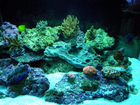 Right side of corals areas