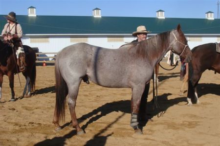 Cynthia Hopkins' album, Horses -Horses--horses