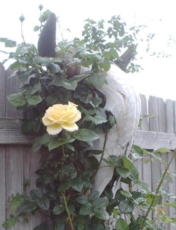Yellow Rose in the yard.