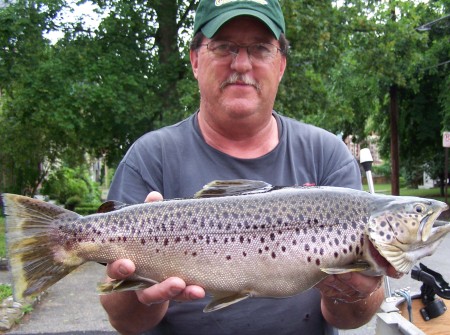 Brown Trout