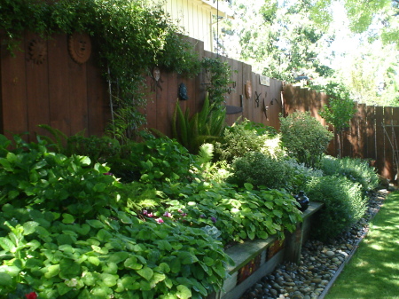 My backyard garden